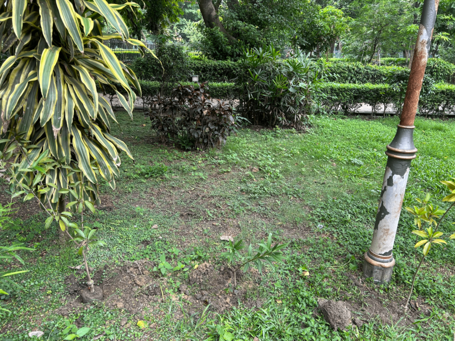 Tree plantation site
