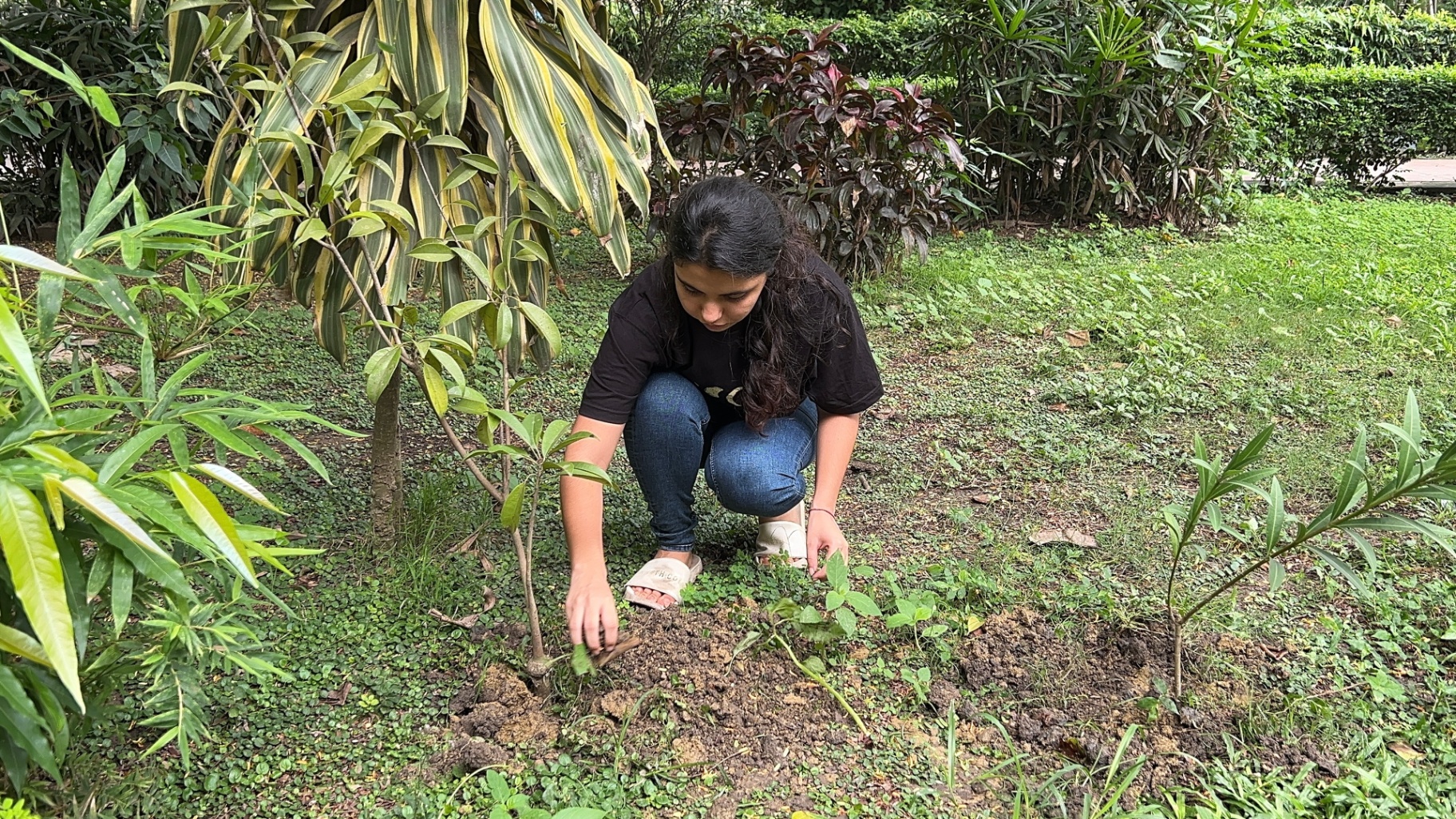 Planting a sapling