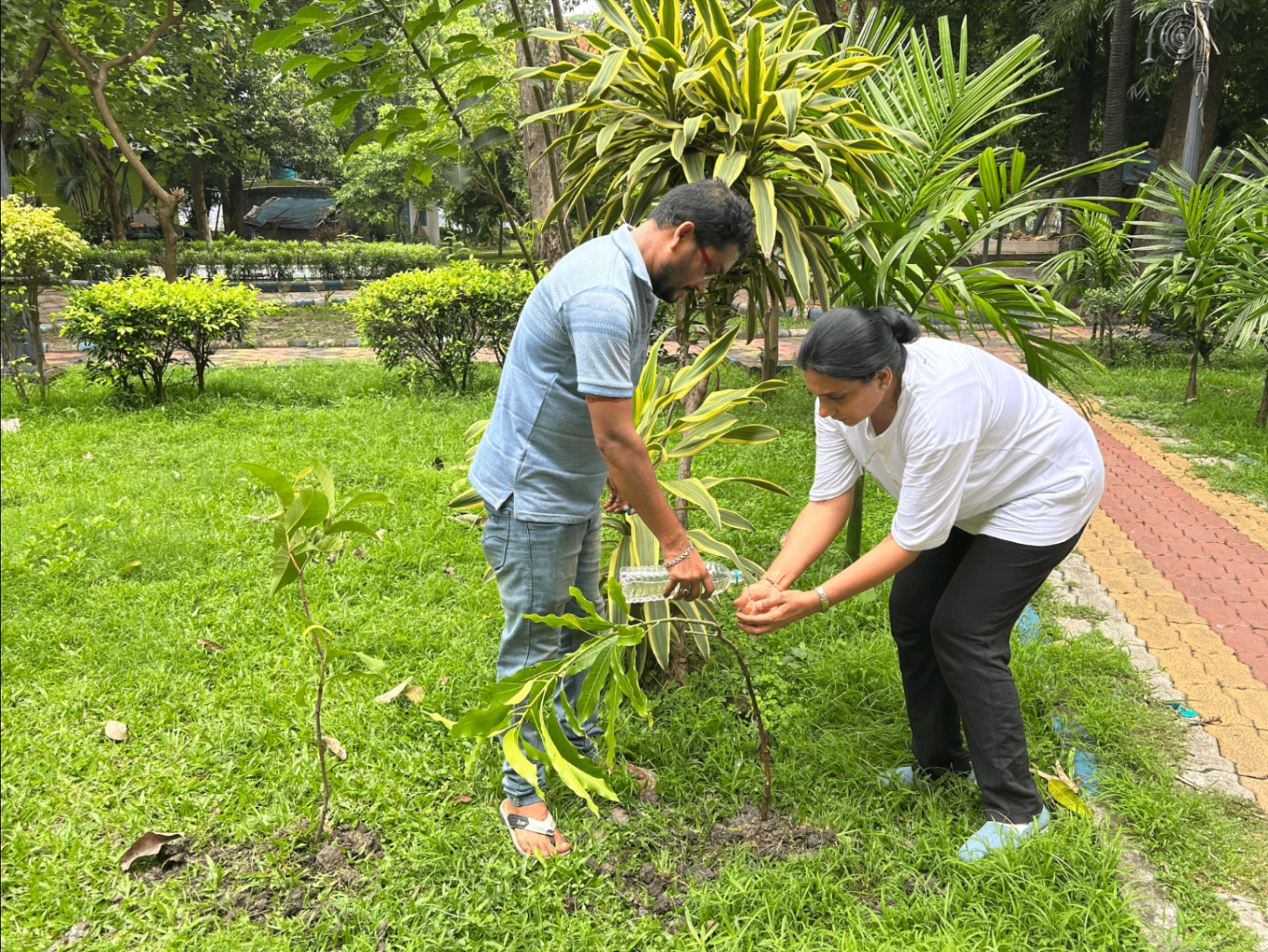 Volunteers watering saplings